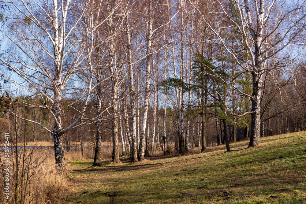 Przedwiośnie nad Zalewem Czapielówka w Puszczy Knyszyńskiej, Podlasie, Polska