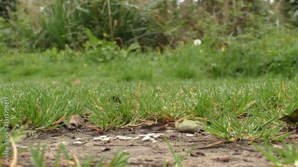 Active multi-colored birds eating seeds, birds and seeds in green nature. Active multi-colored birds eating seeds, birds and seeds in green nature.