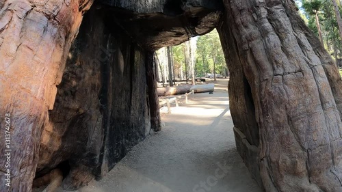 Passing through the giant sequoia tree in Sequoia National Park