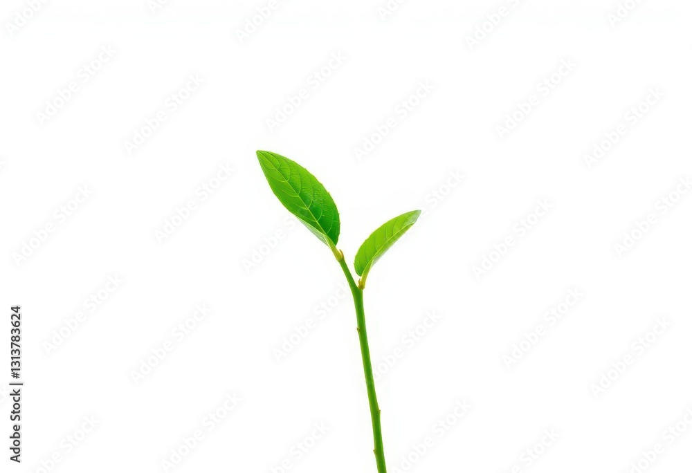 Single vibrant green plant isolated on pure white background, background, green Single vibrant green plant isolated on pure white background, background, green
