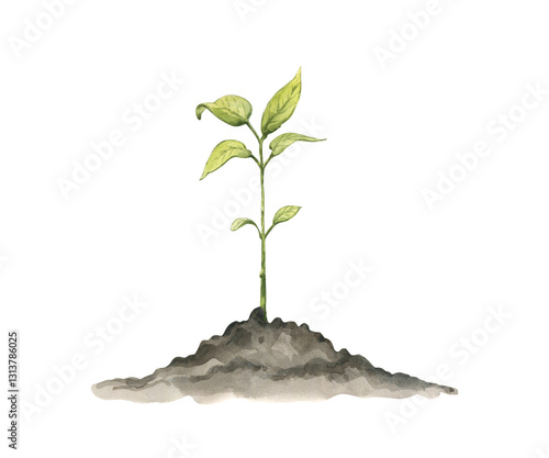 Green plants shoot germination stuck into the ground. Agricultural plant spring. Hand painted watercolor illustration isolated on white.