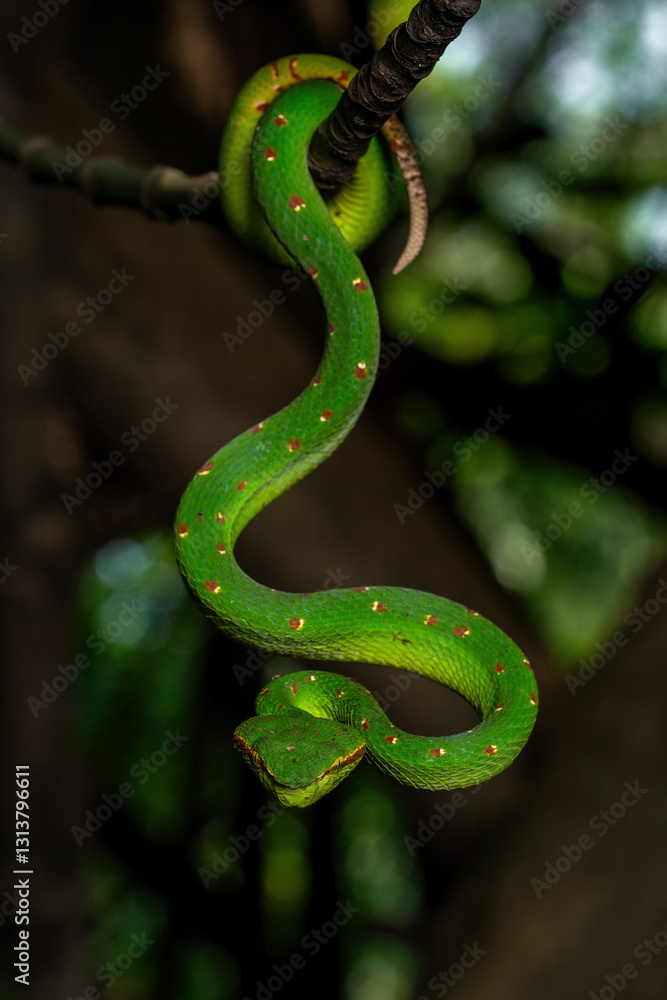 Φωτογραφία Male Wagler's Pit Viper (Tropidolaemus wagleri) is a species of venomous snake native to South East Asia i