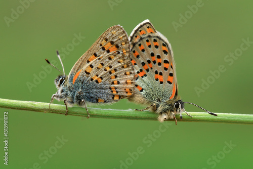 Wallpaper Mural Close-up images of butterflies during mating season. Torontodigital.ca