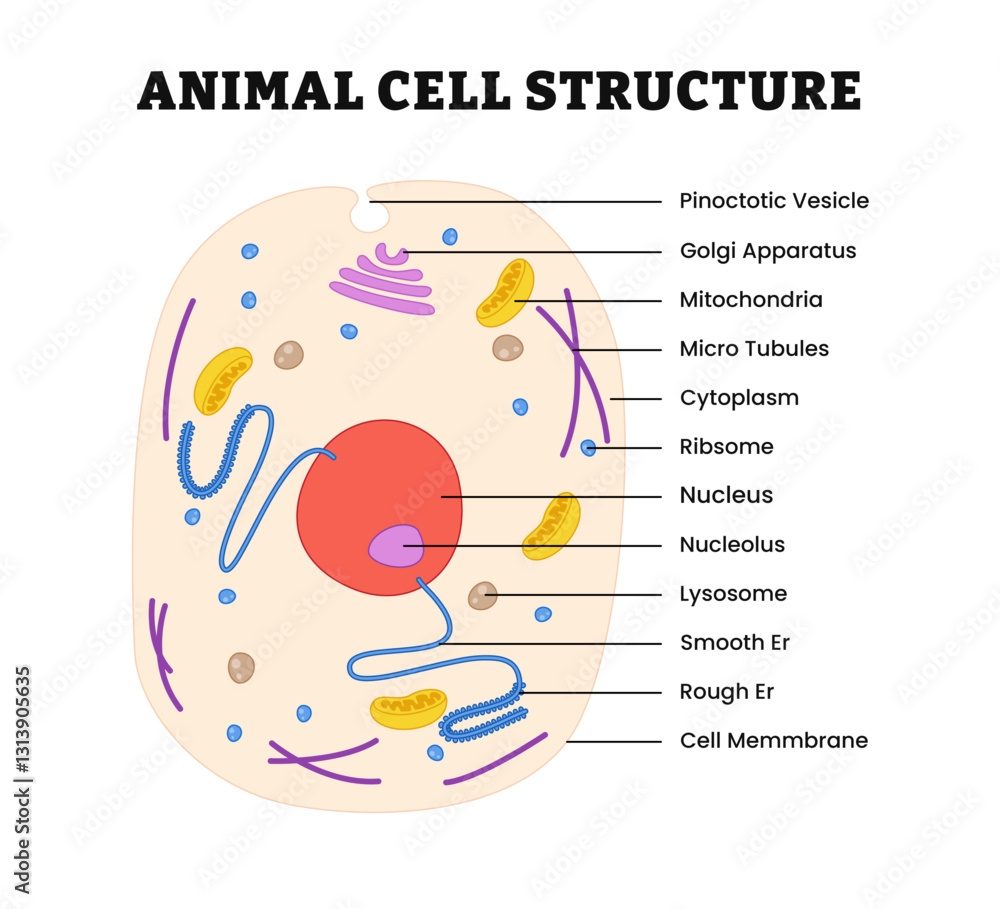 Fototapeta premium Animal cell structure anatomy front view or top view. Animal cells are eukaryotic cells, various cell organelles. Labeled golgi apparatus, mitochondria, microtubules, cytoplasm, ribosome, nucleus.