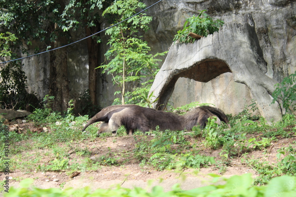 Fototapeta premium wild boar in the woods