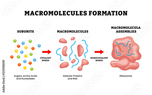 Macromolecules formation diagram process step by step, medical illustration. Labeled sugar, amino acids, nucleotides, subunits, covalent and monocovalent bonds, globular protein, RNA, ribosomes.