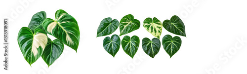philodendron leaves on white background green and white variegated foliage