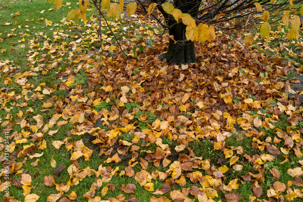 Φωτογραφία Europa, Deutschland, Bayern, Blätter der Buche mit Herbstfärbung