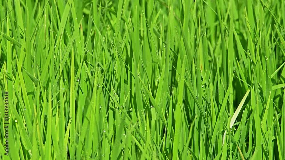 Rice plants on the stalks with morning dew.
Rice plants on the stalks with morning dew.