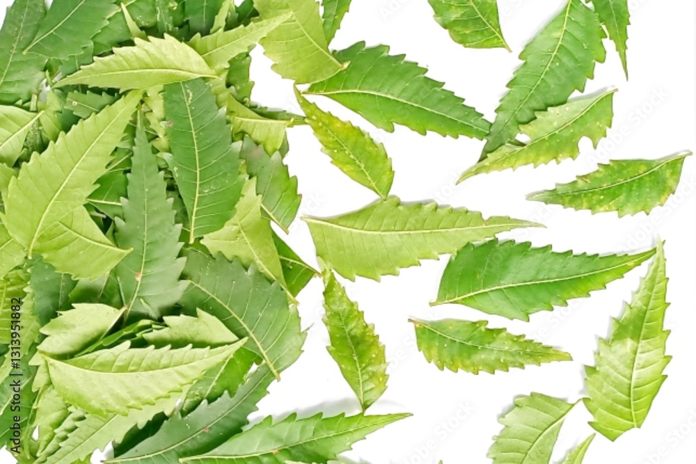 Medicinal neem leaf scientific name Azadirachta indica isolated on white background Medicinal neem leaf scientific name Azadirachta indica isolated on white background