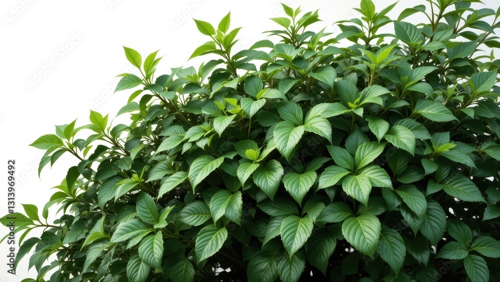 Dense Green Foliage with Vibrant Leaves Illuminated by Soft Natural Light Dense Green Foliage with Vibrant Leaves Illuminated by Soft Natural Light