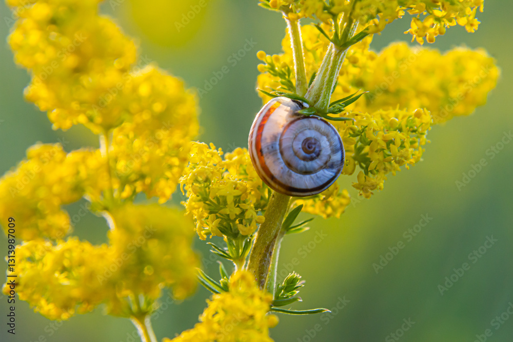Ταπετσαρία Heath snail Helicella itala banded form, a species of medium-sized, air-breathin