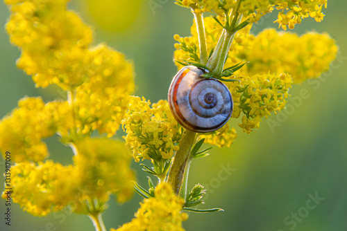Schilderij op canvas Heath snail Helicella itala banded form, a species of medium-sized, air-breathin