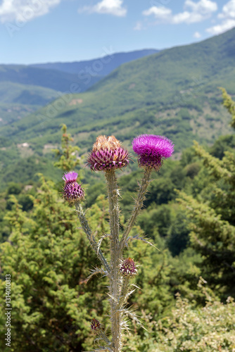 A thorny plant (Onopordum illyricum) with purple flowers close-up