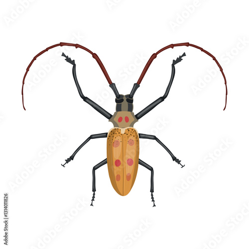 Spotted mango borer (batocera numitor). Realistic beetle with long antennae. Vector