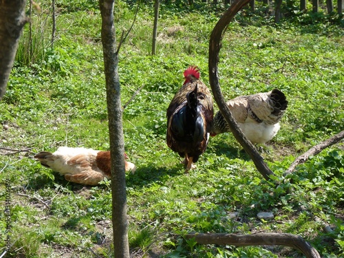 Three chickens in a grassy yard, one rooster standing tall, framed by tree branches. photo