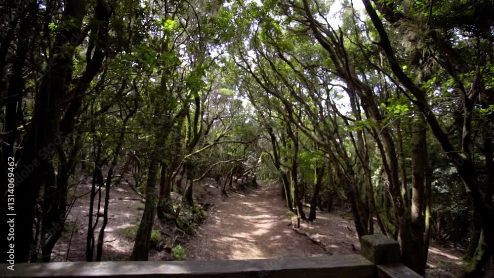 Observation deck in a dense relict forest. Anaga National Park in Tenerife. Observation deck in a dense relict forest. Anaga National Park in Tenerife.
