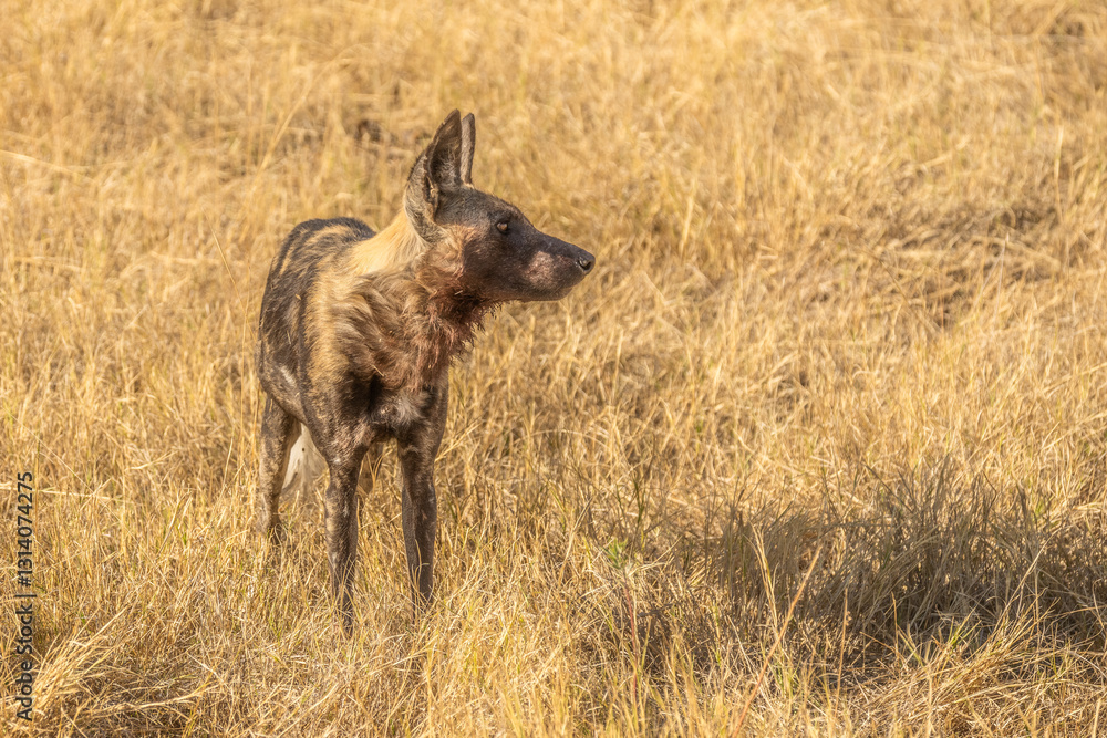 African wild dog, Lycaon pictus, walking in the water. Hunting painted dog with big ears, beautiful wild animal in habitat. Wildlife nature, Moremi, Okavanago delta, Botswana, Africa African wild dog, Lycaon pictus, walking in the water. Hunting painted dog with big ears, beautiful wild animal in habitat. Wildlife nature, Moremi, Okavanago delta, Botswana, Africa