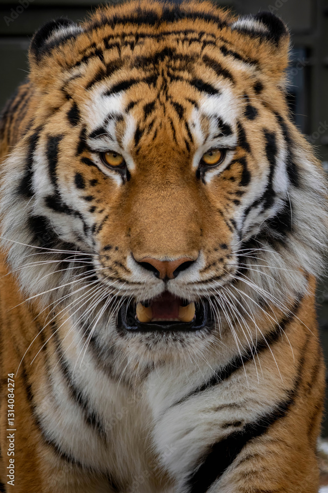 Naklejka premium nice portrair close-up on a Tiger's face