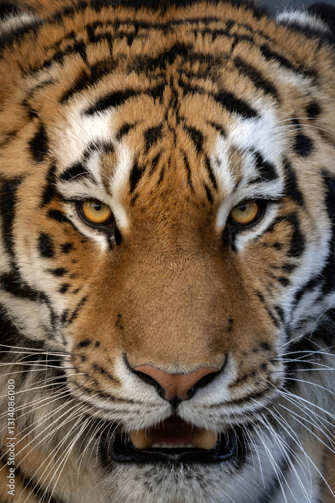 Fototapeta premium nice portrair close-up on a Tiger's face