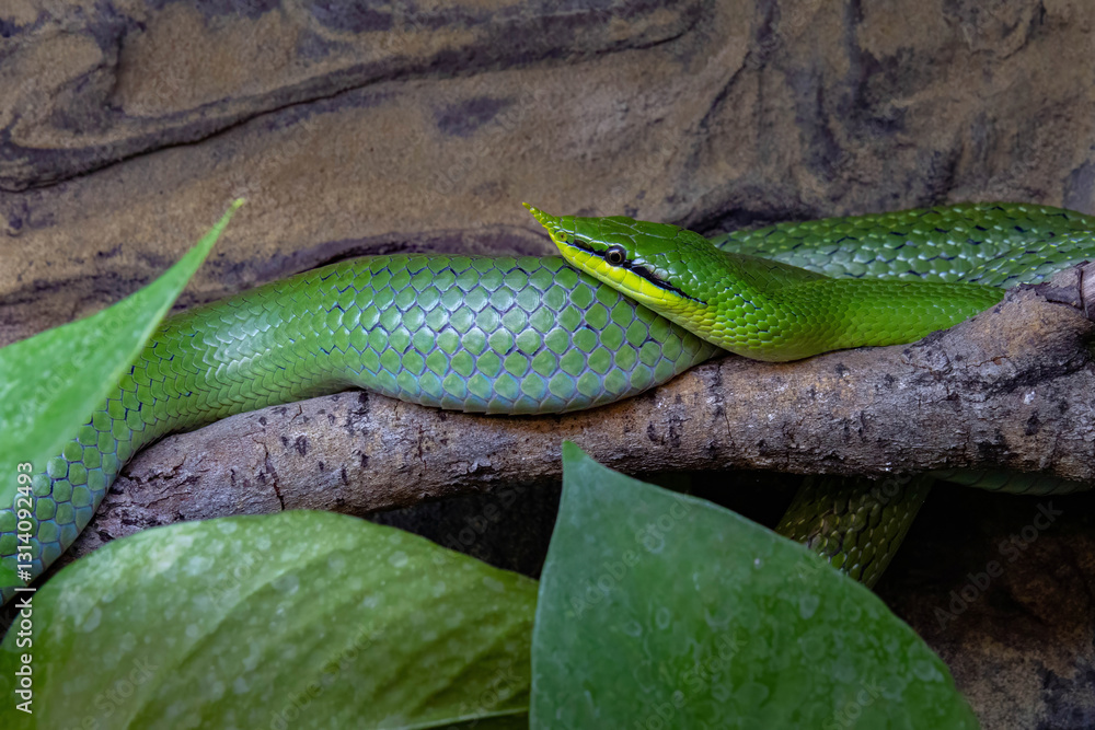 Obraz premium Vietnamese longnose snake (Gonyosoma boulengeri).