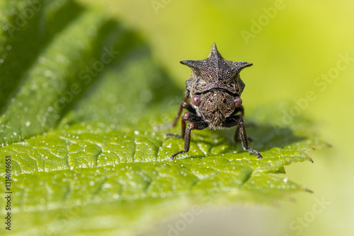 A strange insect. Tree hopper (Centrotus cornutus).