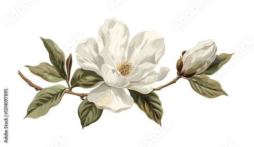 Magnolia flower vector, old botanical illustration, vintage floral drawing, hand-drawn magnolia, antique flower sketch, botanical art, isolated magnolia, engraving style