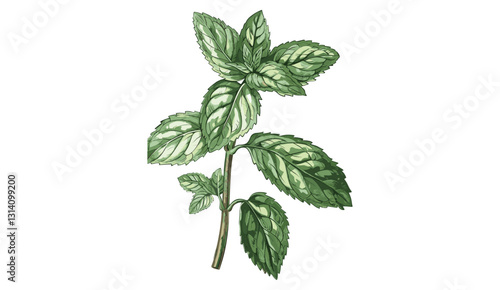 Mint botanical illustration, vector herb, vintage mint plant, isolated on transparent background, aromatic leaves, medicinal herb, hand-drawn mint, engraved style, retro botanical art