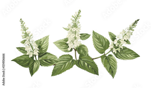 Patchouli vector, old botanical illustration, isolated on transparent background, aromatic herb, medicinal plant, vintage engraving, essential oil leaf, nature drawing