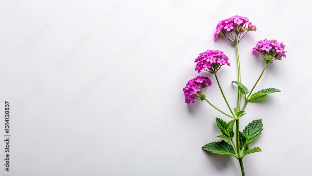 Obraz premium Aerial View of Vibrant Verbena Bonariensis Flowers on Solid Background - Copy Space