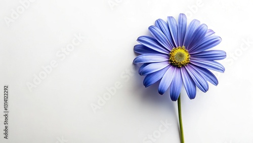 Brachycome iberidifolia Blue Flowers Flat Lay, Copy Space, Top View photo