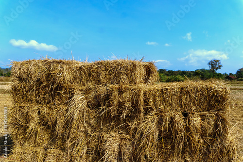 hay bales in the field