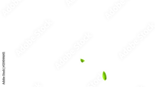 Flying green leaves in the air. Fresh aroma. Green tea leaf on white background. 