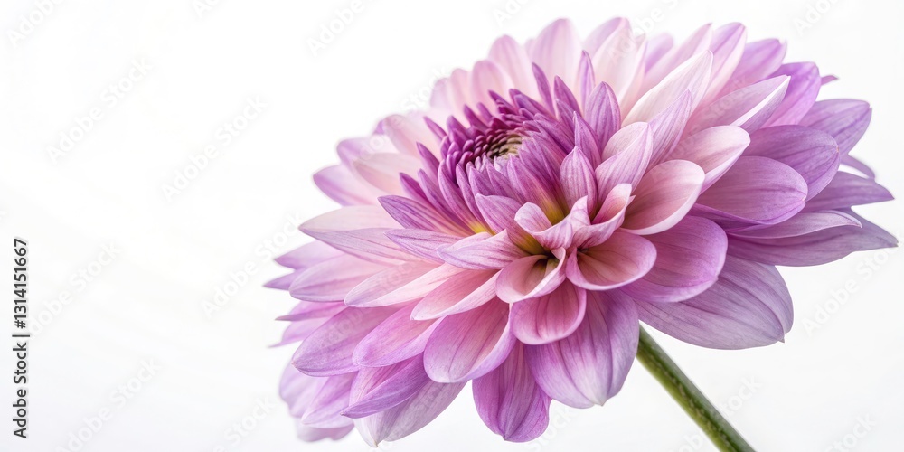 Panoramic Silk Flower Photography - Soft Pink Lavender Floral Splash Panoramic Silk Flower Photography - Soft Pink Lavender Floral Splash