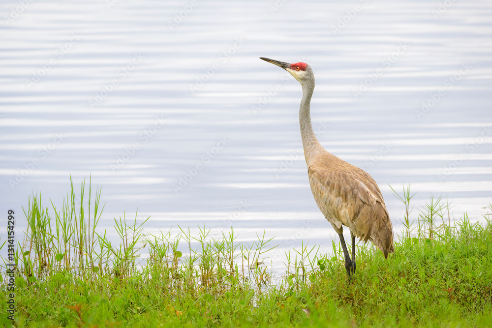 Fototapeta premium Sandhill crane (Grus canadensis) standing at riverbank, Florida, United States.