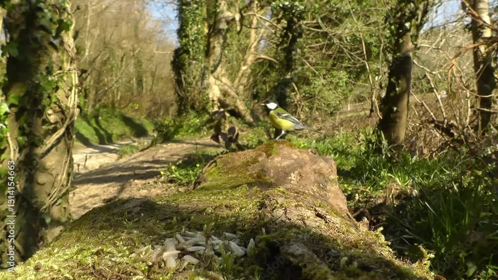 Birds feeding in green nature, forest wildlife birds, birds foraging for food, birds eating in forest. Birds feeding in green nature, forest wildlife birds, birds foraging for food, birds eating in forest.