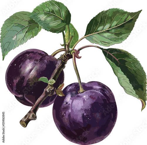 Old botanical illustration, dark plum vector, isolated on transparent background, vintage hand-drawn fruit, classic botanical sketch, retro plum engraving, organic plum