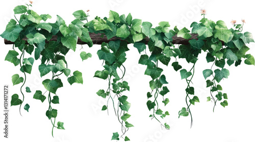 green vine leaves ,Creeper tree foliage borde