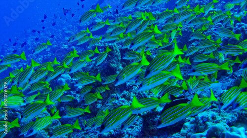 Εκτύπωση καμβά Blue-striped Snapper, Lutjanus kasmira, North Ari Atoll, Maldives, Indian Ocean,