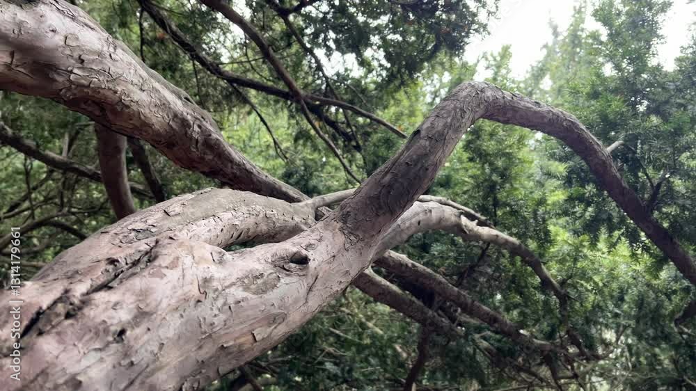 A tree branch with a few leaves on it A tree branch with a few leaves on it