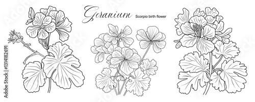 Set of Geranium flower line art drawings. Scorpio zodiac birth month flower. Black ink sketch vector illustration isolated on white background. Minimalist design for tattoo, logo, packaging, wall art.