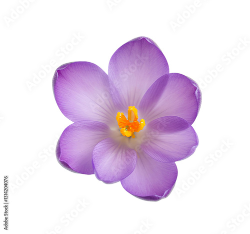 crocus flower PNG. purple crocus flower png. Beautiful springtime floral bloom of crocus flower isolated on a transparent background. crocus top view png. crocus flat lay isolated
