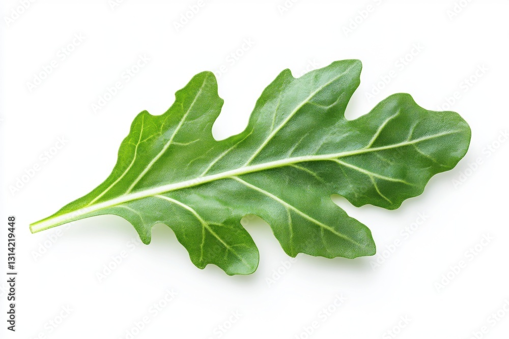 Fresh arugula leaf on white background showcasing vibrant colors Fresh arugula leaf on white background showcasing vibrant colors