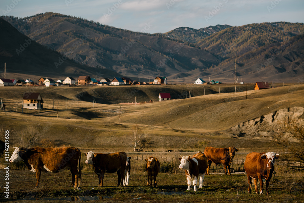 Cows grazing near a mountain village in the Altai Republic, surrounded by stunning natural beauty and tranquil rural scenery.