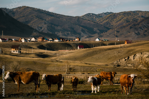 Obraz na płótnie Cows grazing near a mountain village in the Altai Republic, surrounded by stunning natural beauty and tranquil rural scenery. w salonie