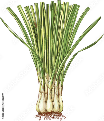 Lemongrass vector, botanical illustration, transparent background, vintage plant drawing, isolated herb, nature sketch, green lemongrass artwork, natural plant art