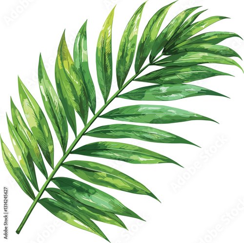 Palm leaf, vector, watercolor, isolated on transparent, tropical leaf, vintage style, nature illustration, hand-painted, green fronds, tropical plant, old watercolor