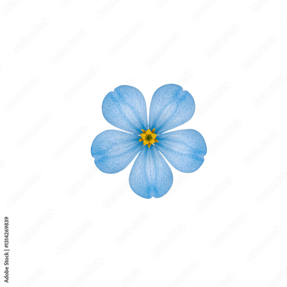Vibrant forget me not flower with delicate blue petals symbolizing love and remembrance set against a clean white backdrop Vibrant forget me not flower with delicate blue petals symbolizing love and remembrance set against a clean white backdrop