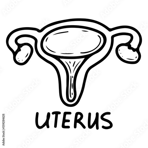Human uterus. Hand drawn doodle. Female reproductive organ for embryo development. Child bearing. Medical element. Vector outline art illustration.