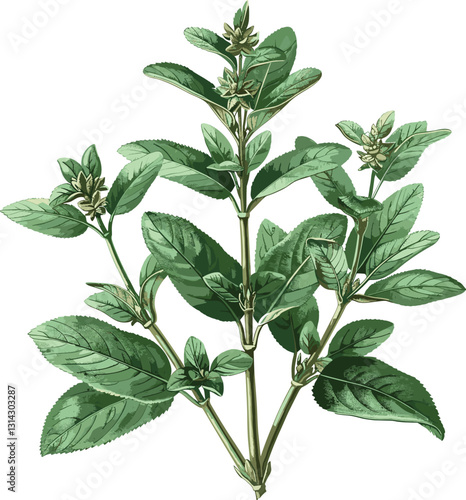 Old botanical illustration, isolated Sage vector, transparent background, vintage plant, herbal illustration, antique botanical, herb drawing, Sage artwork, natural illustration